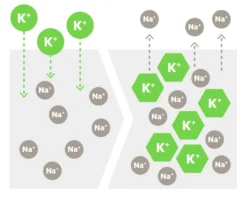 Belkin ScreenForce UltraGlass Antimikrob. DS IPhone 12 Pro Max -Elektronikpunkt bb140f5e5ec4be4be604dc9a1d9e35a1